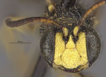 Media type: image;   Entomology 13782 Aspect: head frontal view